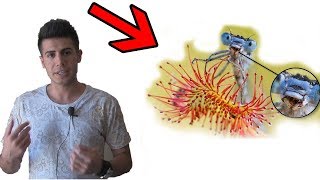 Böcek Yiyen Bitki Sandeu