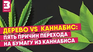 Дерево VS каннабис: пять причин перехода на бумагу из каннабиса