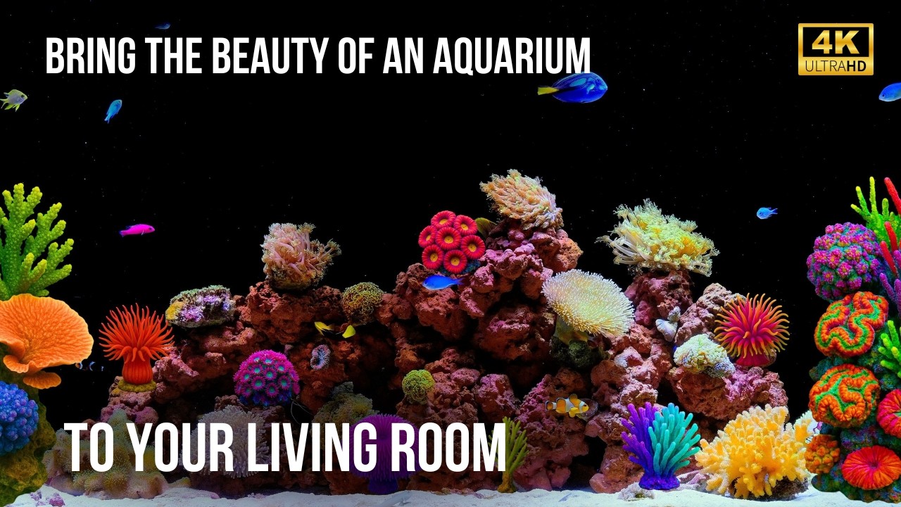🐠 Calm Fish Tank 4K Atmosphere | 12 Hours of Real Aquarium Life, Coral ...
