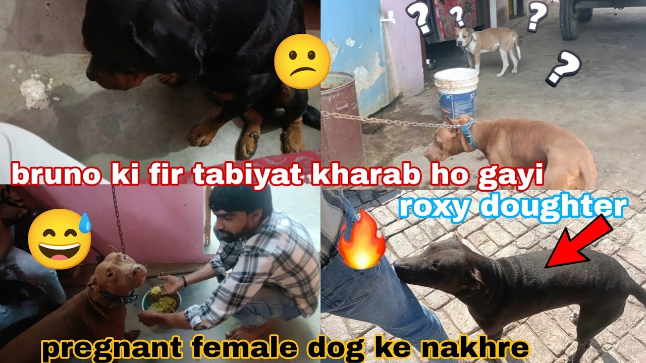 Pregnant female dog ke nakhre // apbt pedigree register fighter pitbull dog 