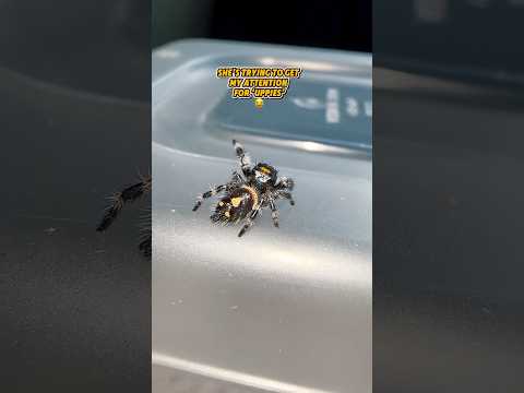 Jumping spiders loves to interact with me #jumpingspiders
