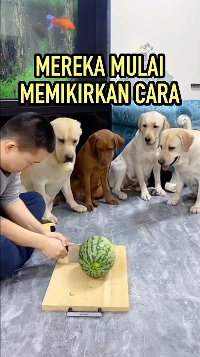 Anjing-Anjing Ini Mengejutkan Semua Orang