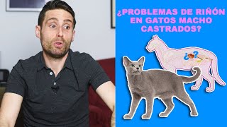 Los Gatos Macho Castrado Tienen Problemas De Riñón?
