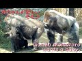 モモタロウ、ゲンキとの赤ちゃんが欲しい♪愛する妻を追いかけて何度もお尻の臭いを嗅ぐボスニシゴリラ♪【京都市動物園 2022/3/8公開】
