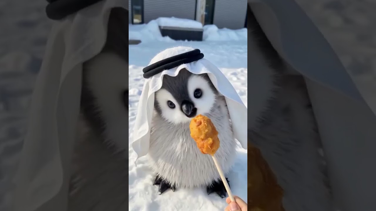 Penguins LOVE SNOWY Snack Time