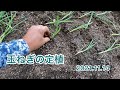 玉ねぎの定植＜ソニック早生＞