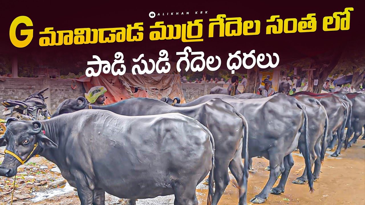 ప్యూర్ ముర్ర గేదెల సంత G మామిడాడ గేదెల సంత 26 8 2025 G mamidada buffalos market #murrah #dairyfarm