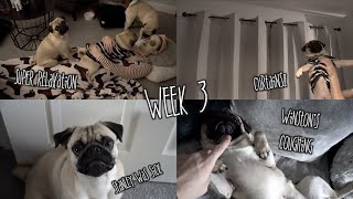 Weekly Vlog #3  |  First Name Terms With The Vets!
