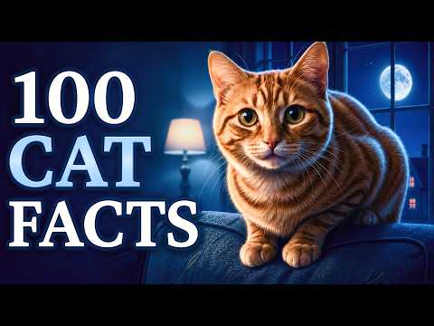 100 Relaxing Cat Facts for Sleep