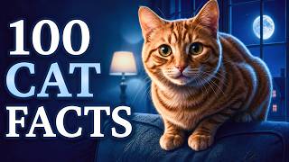 100 Relaxing Cat Facts for Sleep