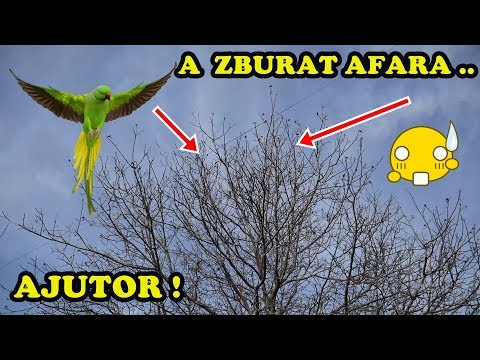 Video: Cum Să Aduci Papagali