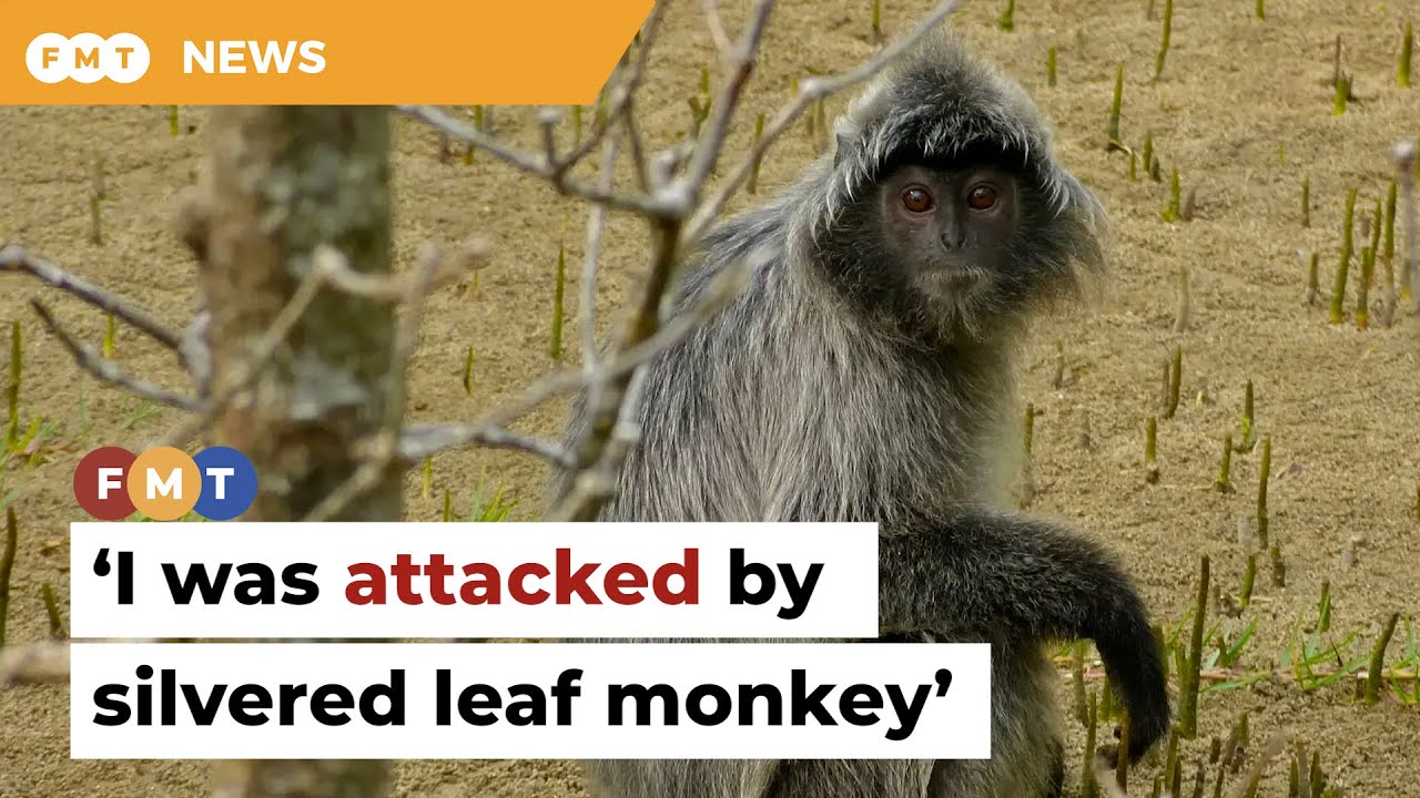 I was attacked by silvered leaf monkey, says witness in Perhilitan suit