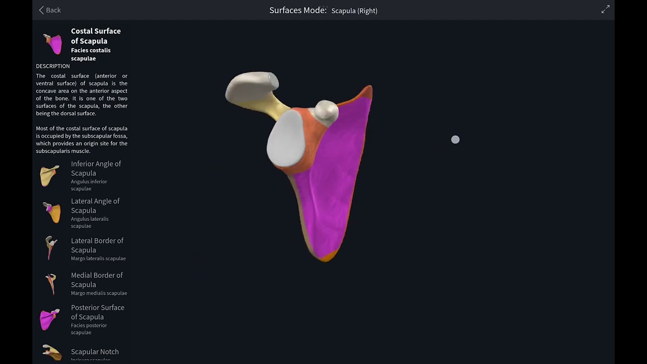 مراجعة تشريحية لعظم الكتف Scapula 