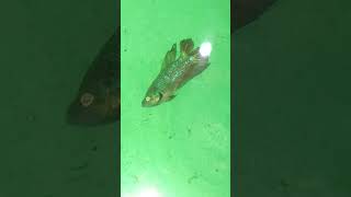 DETIK DETIK IKAN CUPANG SAKARATUL MAUT. Shorts