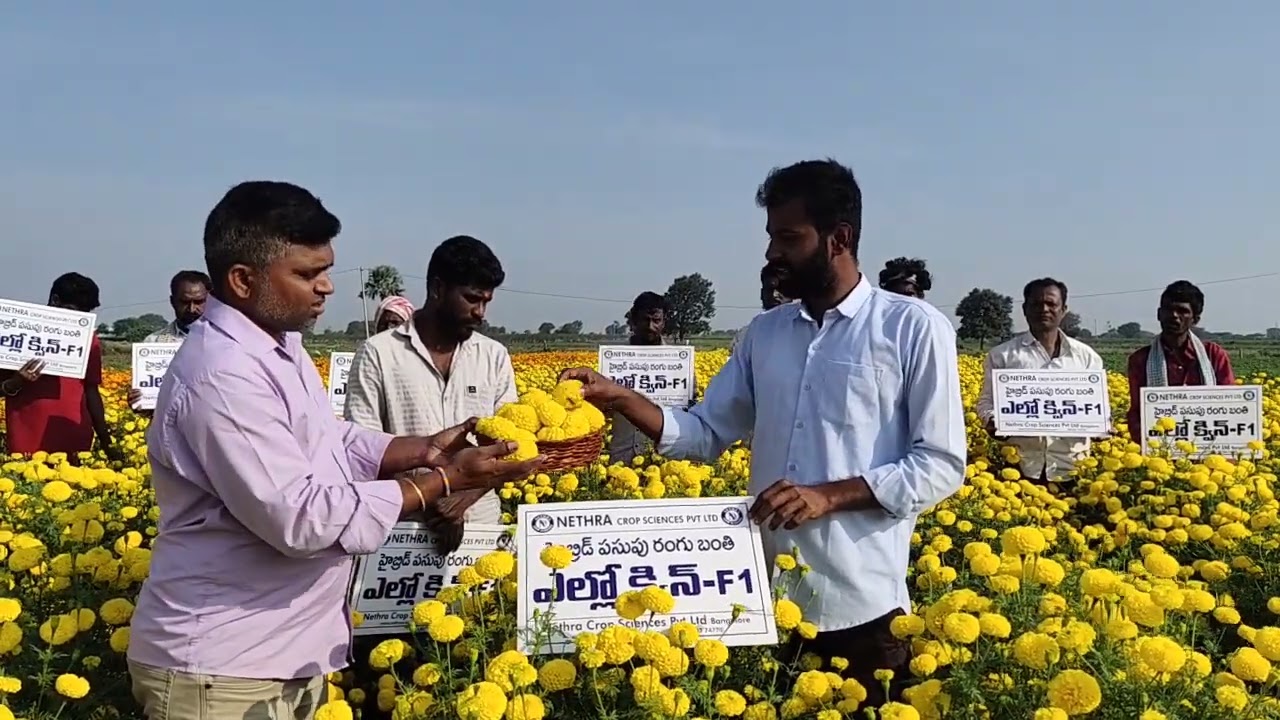 Nethra Seeds Mari gold 