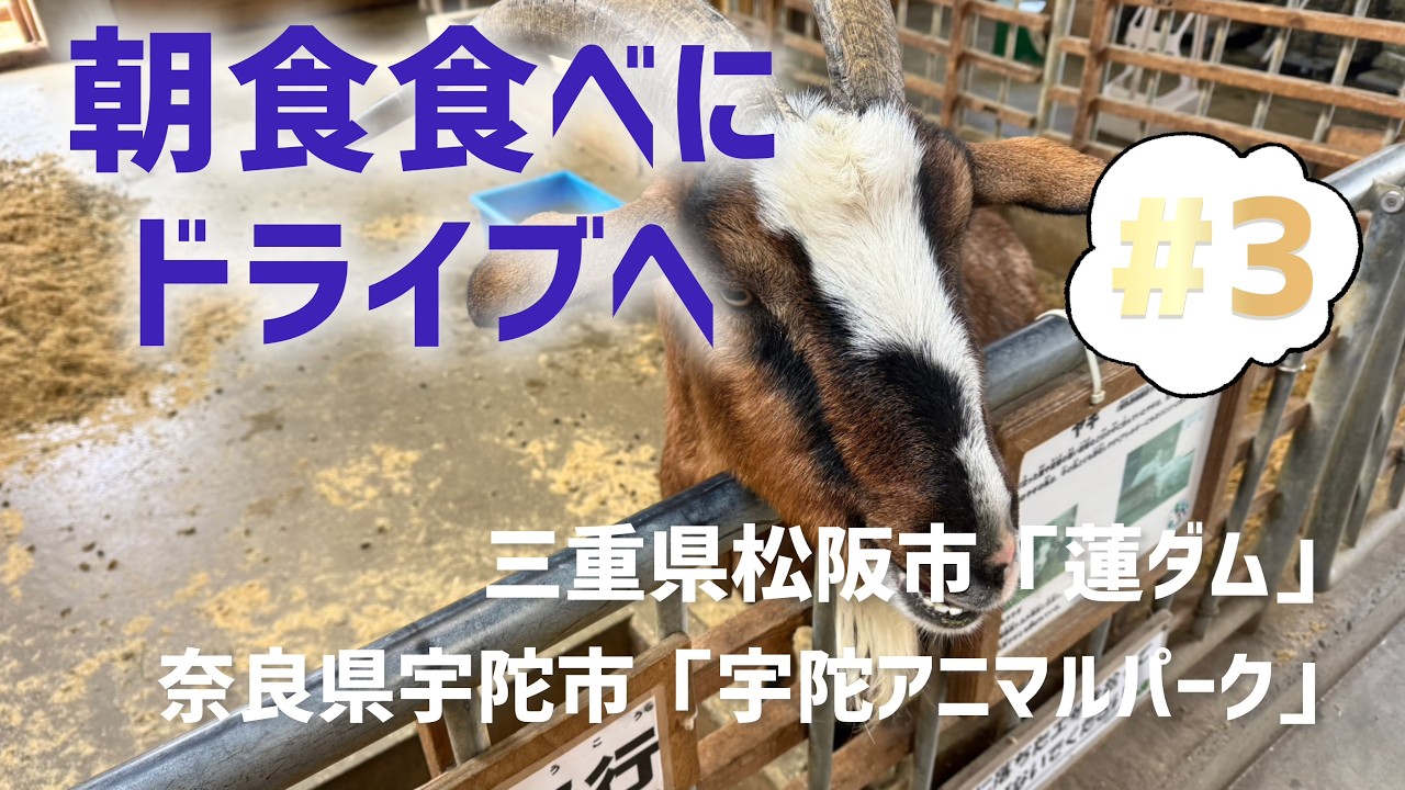 【朝食食べにドライブへ#3】三重県松阪市の黒瀧神社を巡った後は蓮ダムへ。高所恐怖症のオバさんが初めて登ったある所がいい景色を見せてくれました。その後は癒しの「アニマルパーク」へ！