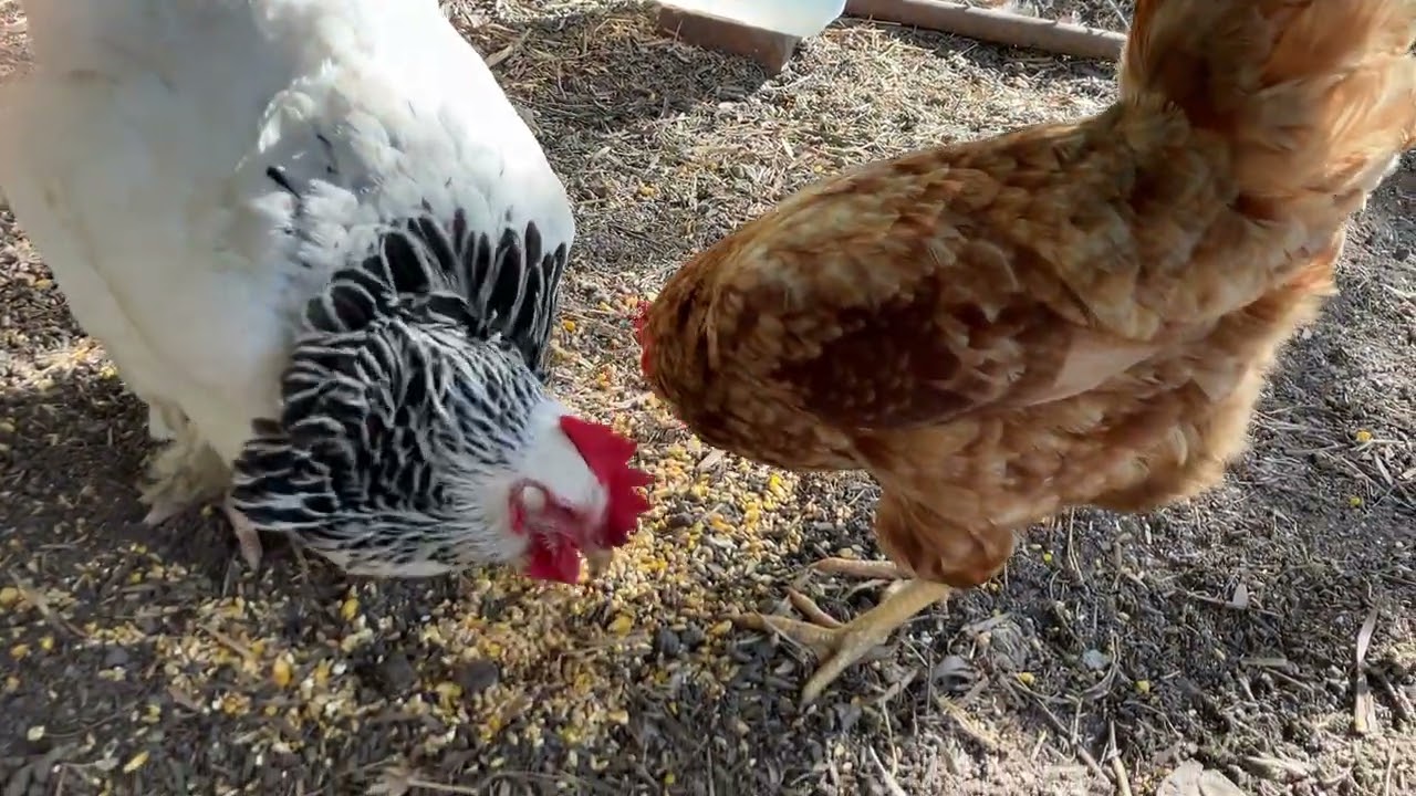 The Chicken Dairies - January 9 2026