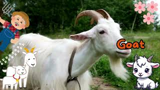 35 Animals for Toddlers 🦒🐘 | Calm Learning, Gentle Music & Soft Visuals screenshot 5