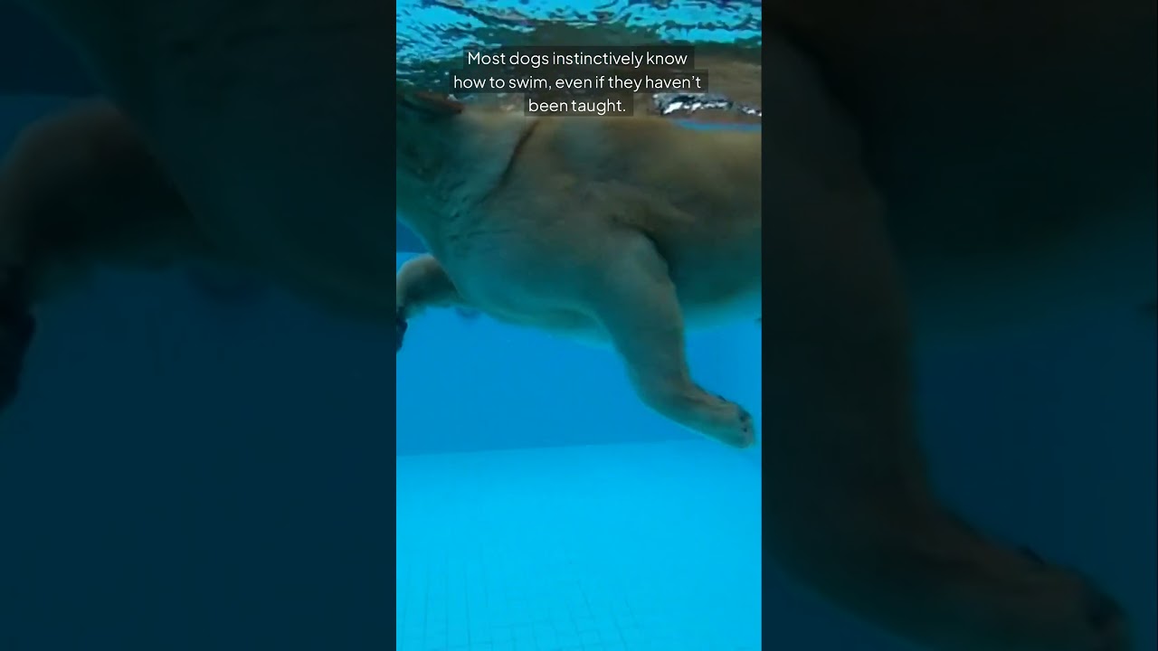 Did you know that dogs can swim naturally? 