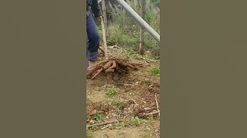 Smart Guy Self Made Simple Tool To Harvest Cassavas Easily !#easyway #easy #easywork