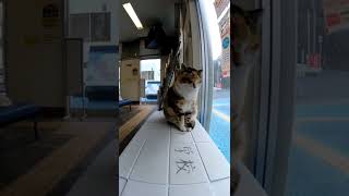 立ったまま寝る猫