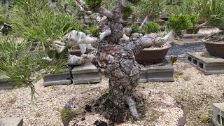松盆栽の産地から·····千寿丸 千寿姫 衣替え農場 樹高60～80センチの千寿丸 千寿姫が出来上がっています。