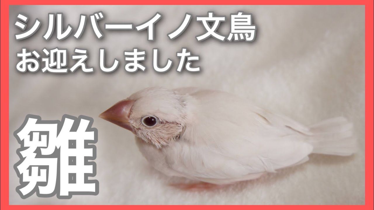 So cute!!] We welcomed a baby Java sparrow into our home. - YouTube