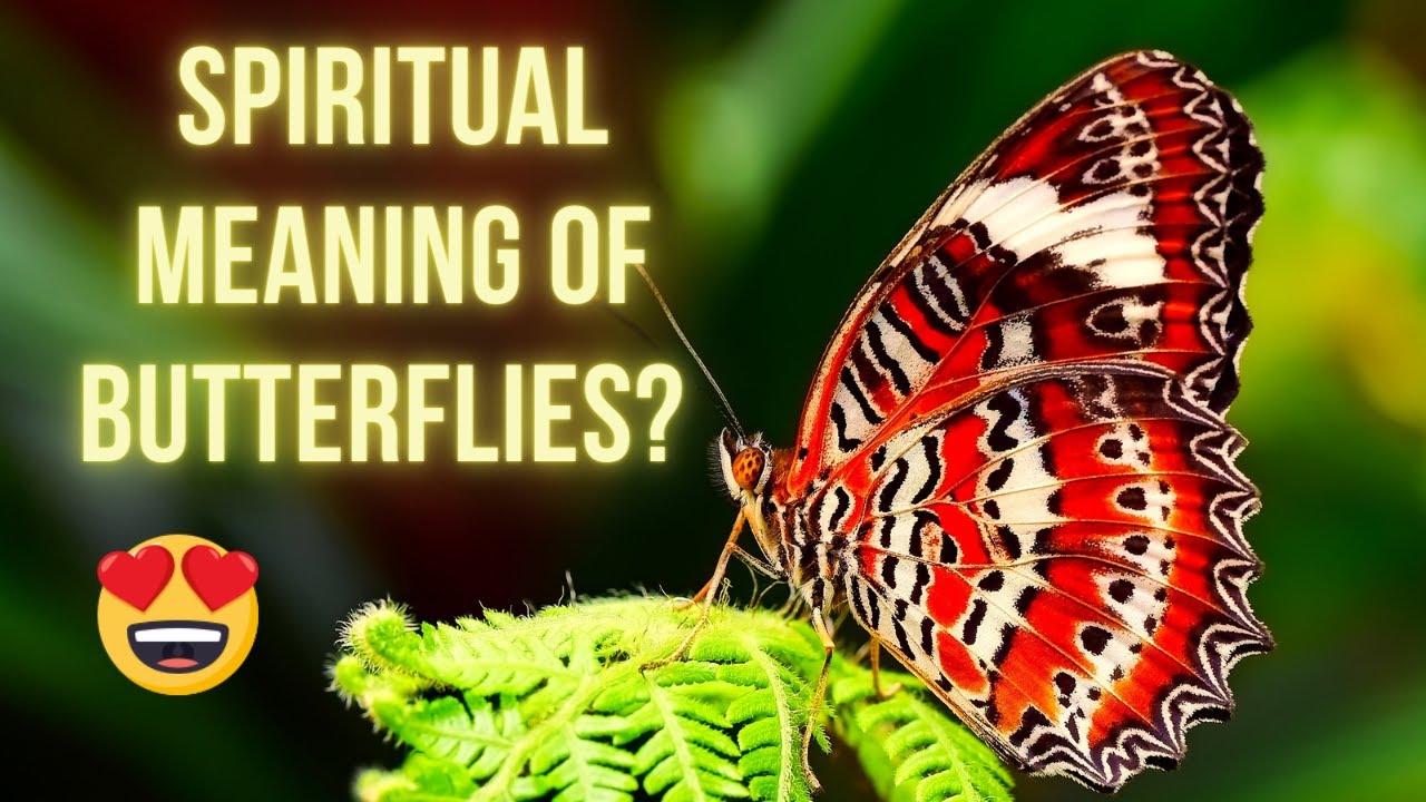 🦋🦋Seeing BUTTERFLIES Around You Lately? The Spiritual Symbolism of BUTTERFLIES YouTube