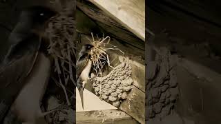 Never Give Up: The Inspiring Story of a Little Bird #birds #amazingnature #shorts