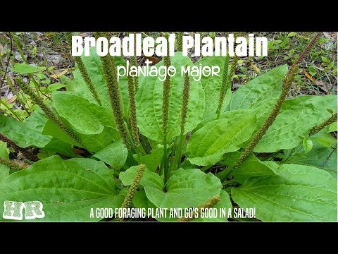 Video: Broadleaf Plantain Weeds: Saznajte više o jedenju trputca