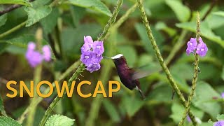Snowcap Central American Specialty