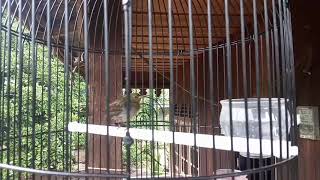 SUARA BURUNG SEPAH RAJA,, SEPAH RAJA TROTOL