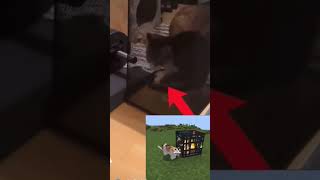 Cat Spawner @TheDerpyWhaleYT