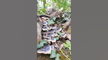 قَالَ يَا قَوْمِ اعْبُدُوا اللَّهَ مَا لَكُم مِّنْ إِلَٰهٍ غَيْرُهُ ♡ سورة هود