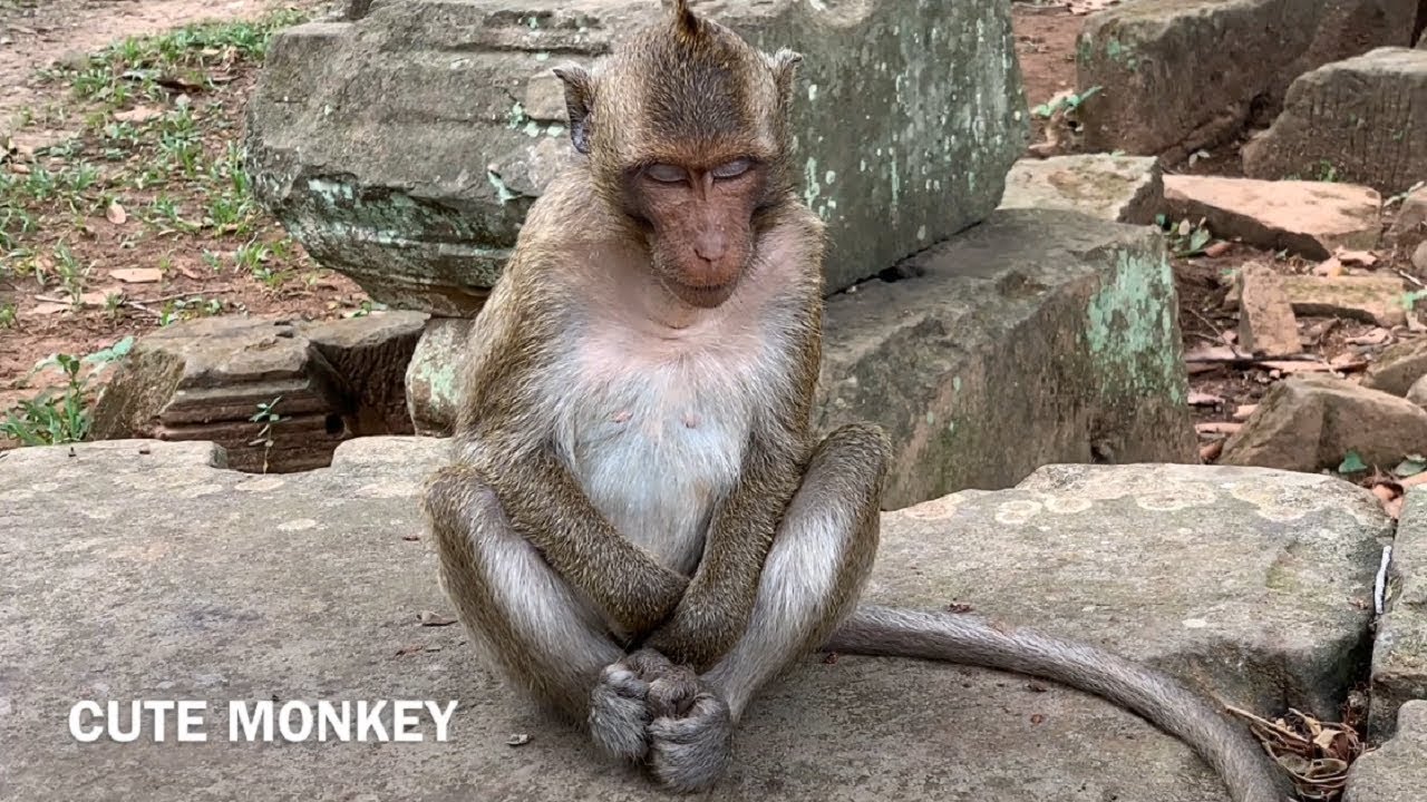 Kari monkey is sits on stone to make meditation to feel relaxed.
