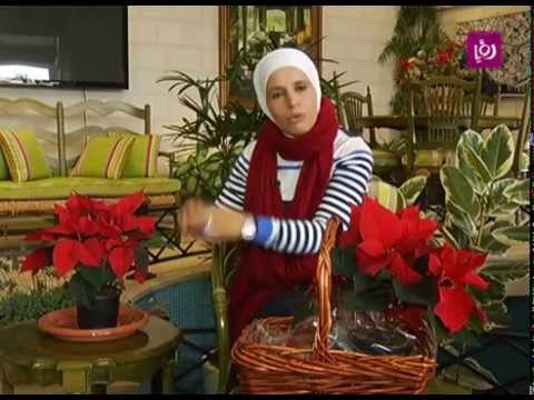 نبتة البونسيتا م أمل القيمري