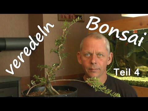 soil for bonsai plants Bonsai Soil | Bonsai Supplies in Lexington, KY