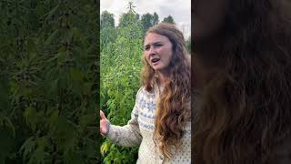 Motherwort Fierce Softness for the Heart