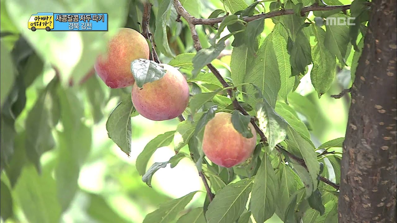 거침없이 돌아다니며 자두따는 민율이, #09, 일밤 20130804
