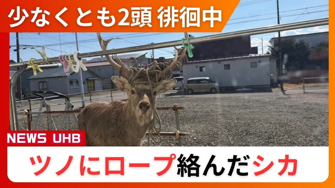ロープがぐるぐる巻きに】角にロープが絡んだエゾシカが町内を徘徊中