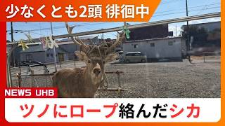 ロープがぐるぐる巻きに】角にロープが絡んだエゾシカが町内を徘徊中