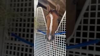 2024 Kentucky Derby winner runs Saturday! Mystik Dan races at Churchill Downs