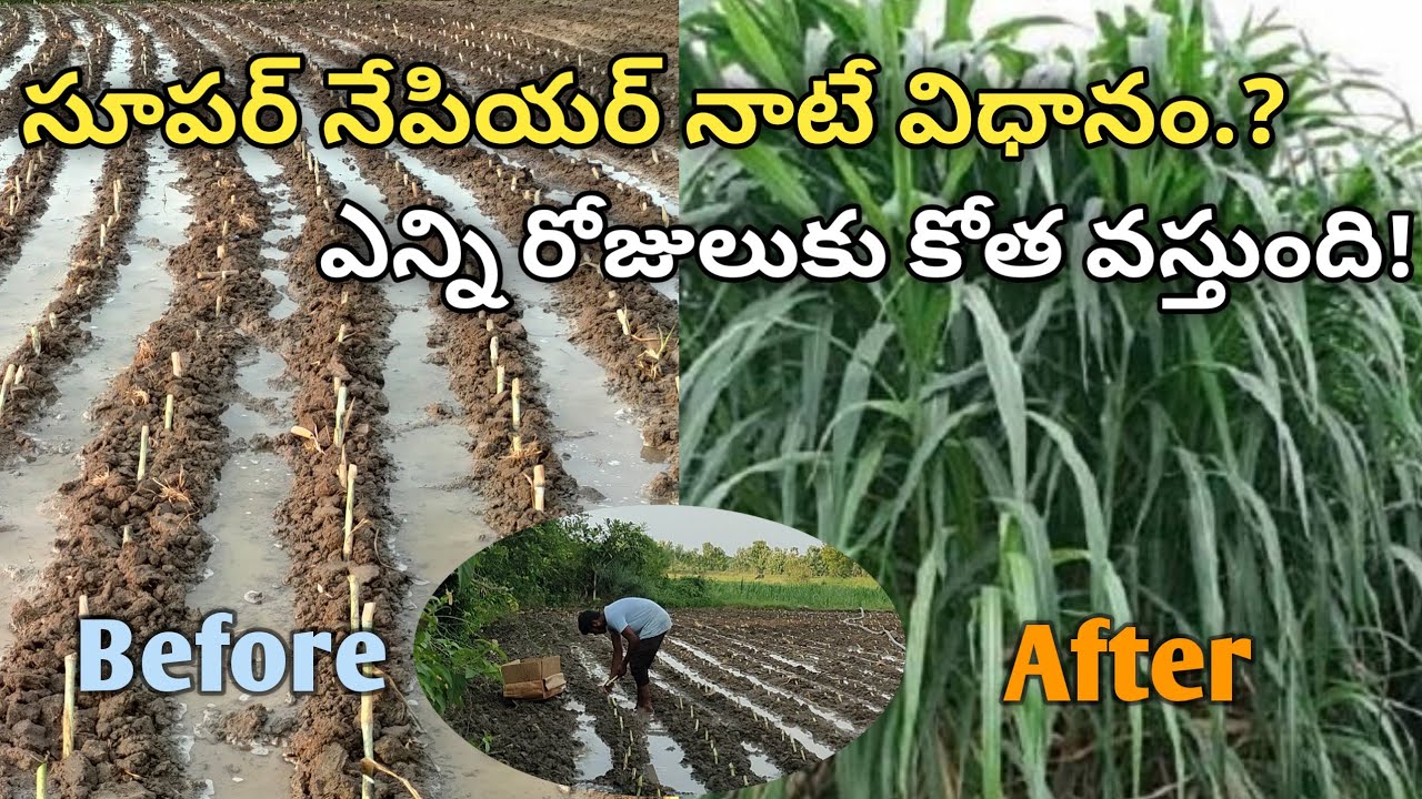 Super Napier Cultivation || How to Cultivate||Super Napier Grass #Supernapiergrass #cultivation #how