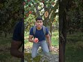 #tranding video sabe ka khet #shortvideo #farming 👍👌🙏🌹😭🫂