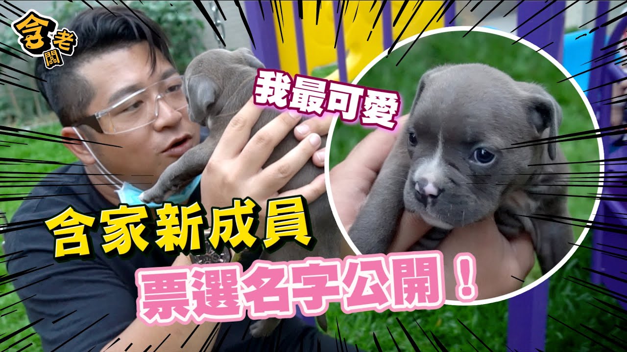 【老含與狗】含家惡霸犬姓名大公開！老含正式開始訓練猛犬，能順利完成艱困任務嗎？【含老闆】