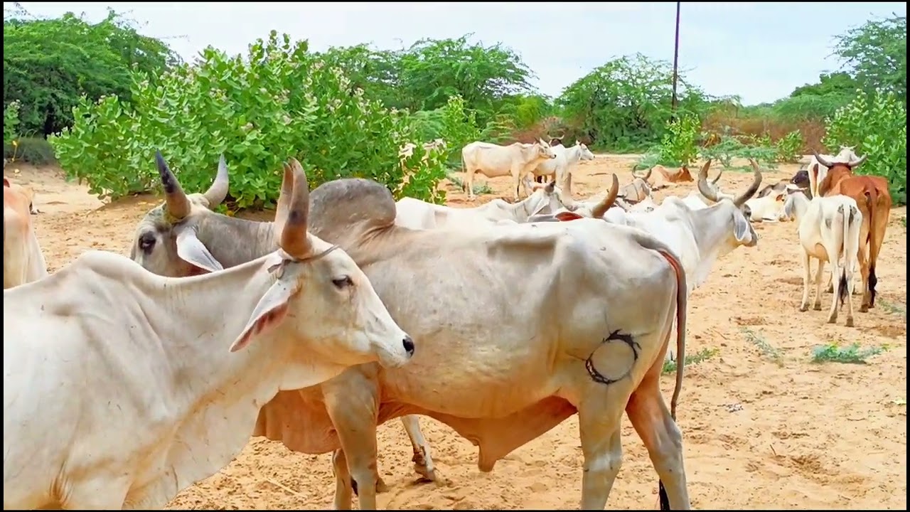 The Bull's Playbook: Unlocking Your Herd's Reproductive Potential Now