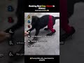 Ranking best dogs moments