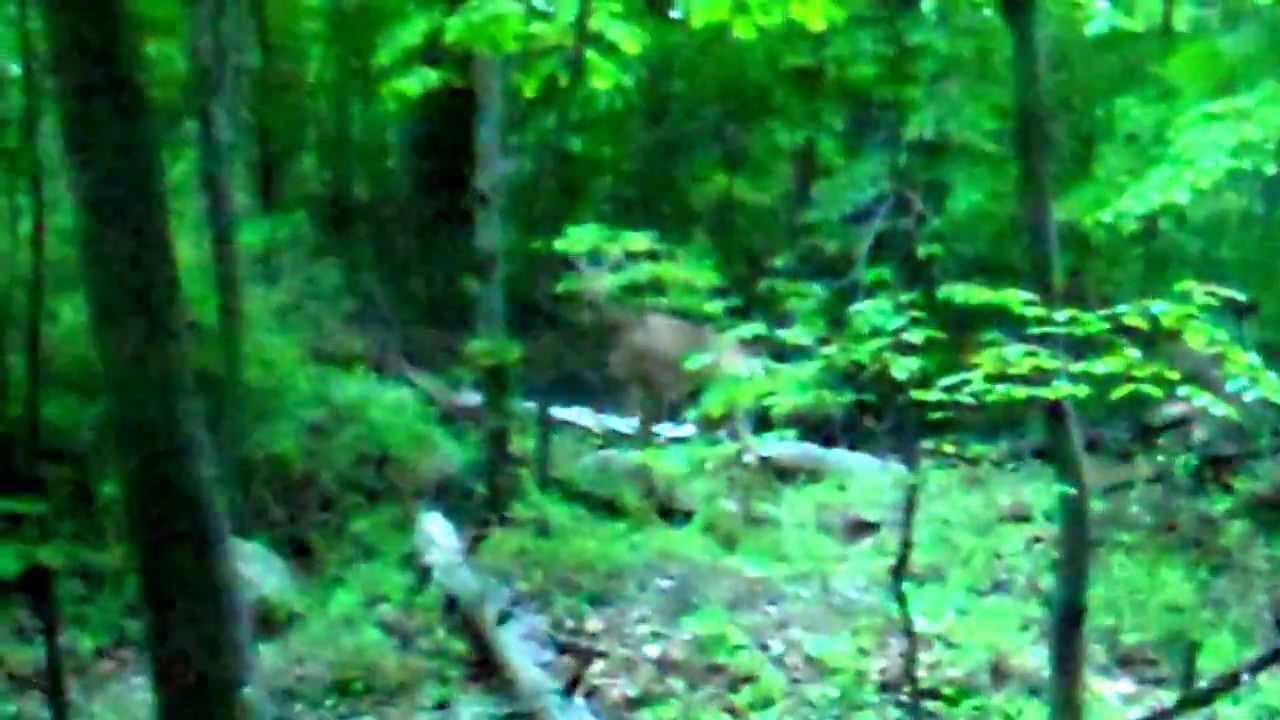 Fishing the Haledon Reservoir Pt 1 + bucks YouTube