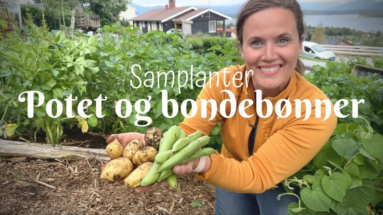 Samplante | Bondebønner og potet