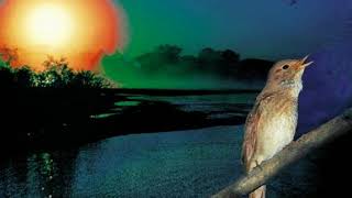 Видео Андрей Мавромадис .Врачует душу соловей... (автор: Андрей Мавромадис)